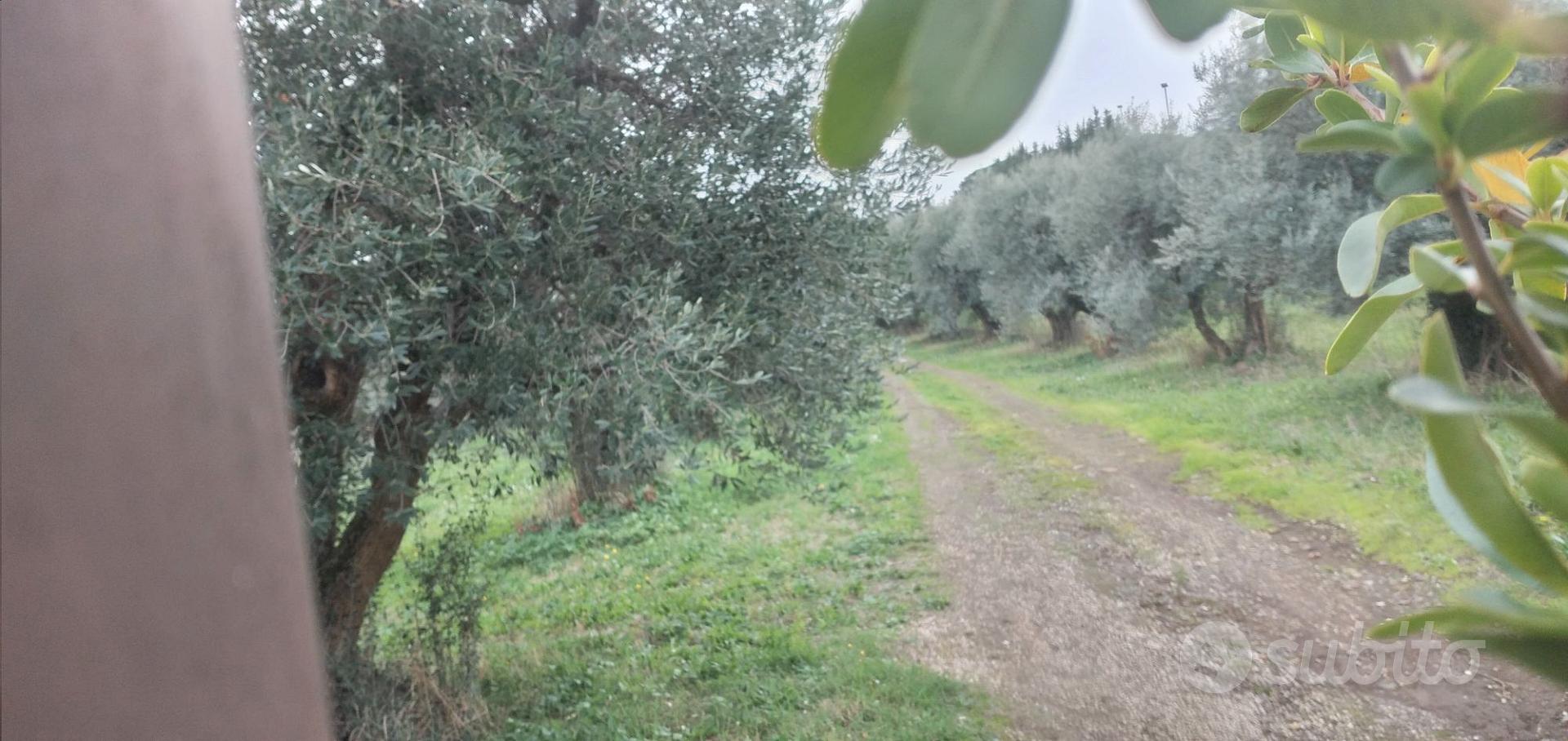 TERRENO DI 12 MILA MQ A FRASCATI - Vista 5