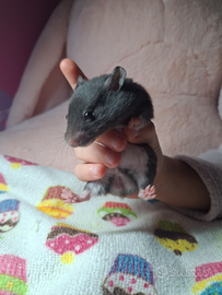 Criceti Siriani/Dorati