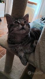 Cucciola incrocio Maincoon