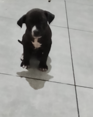 Pit bull