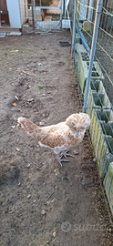 Galline di RAZZA PADOVANE