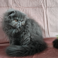 Cucciolo di persiano
