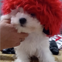 Bichon a poil frise