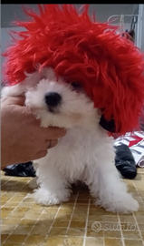 Bichon a poil frise