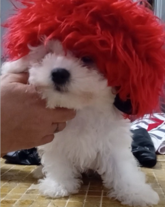 Bichon a poil frise