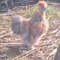 Gallo moroseta