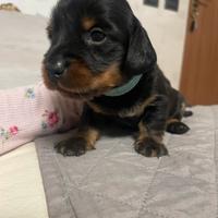 Bassotto nano tedesco PELO LUNGO MASCHIO