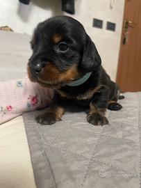 Bassotto nano tedesco PELO LUNGO