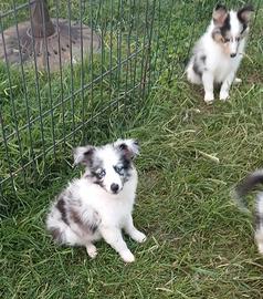 Pastore dello shetland il mini lassie