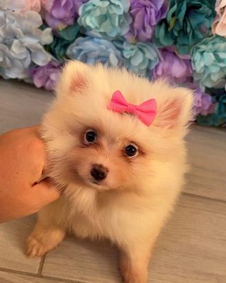 Spitz di pomerania femmina