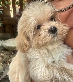 Maltipoo