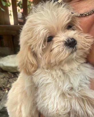 Maltipoo