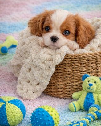 Cavalier King taglia piccola blenheim