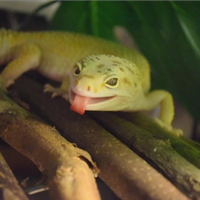 Coppia Gechi Leopardini