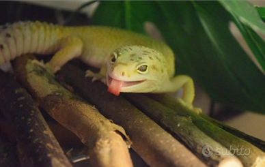 Coppia Gechi Leopardini