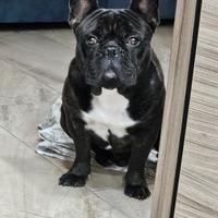 Bulldog francese