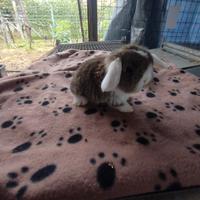 Coniglietti ariete nani miniloop