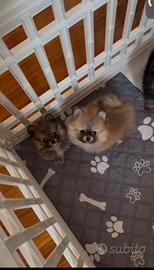 Spitz di pomerania maschio 2 mesi ?