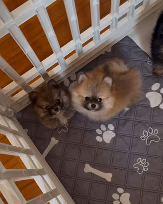 Spitz di pomerania maschio 2 mesi ?
