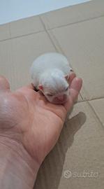 Cuccioli di spitz pomerania con pedigree