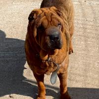 Sharpei