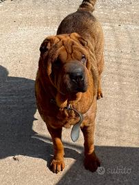 Sharpei