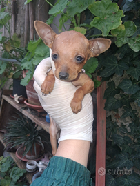 Ultima femmina di pinscher tre mesi