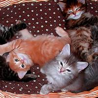 Gattini Siberiani Ipoallergenici