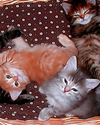 Gattini Siberiani Ipoallergenici