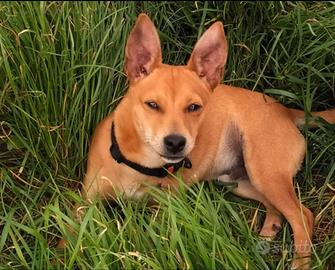 Rochi un cagnolino dolcissimo