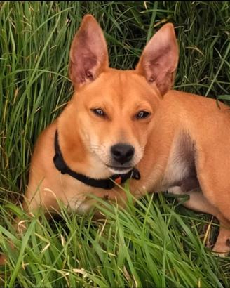 Rochi un cagnolino dolcissimo