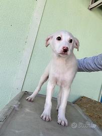 Cucciolo taglia medio grande