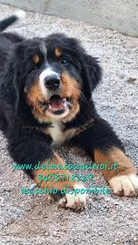 Bovaro del bernese cuccioli con pedigree disponibi