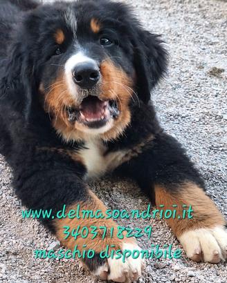 Bovaro del bernese cuccioli con pedigree disponibi