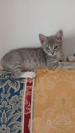 Sally gattina 2 mesi