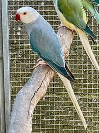 Parrocchetti dal collare