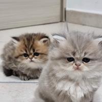Gattini persiani
