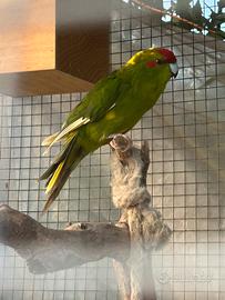 Kakariki Anellato Maschio