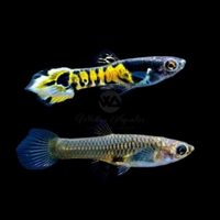 Pesce acquario: Endler tiger poecilia wingei