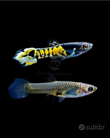 Pesce acquario: Endler tiger poecilia wingei