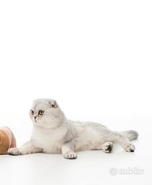 Scottish fold per accoppiamento