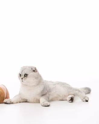 Scottish fold per accoppiamento