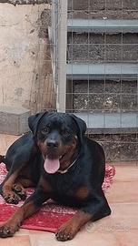 rottweiler  femmina 