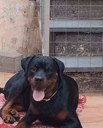 rottweiler  femmina 