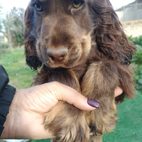 Cocker spaniel inglese pedigree PET TERAPY show