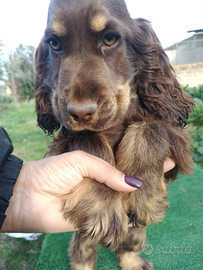 Cocker spaniel inglese pedigree PET TERAPY show