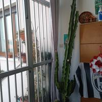 talee di pianta grassa