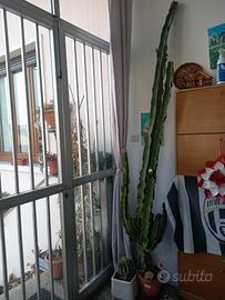 talee di pianta grassa