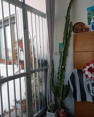 talee di pianta grassa