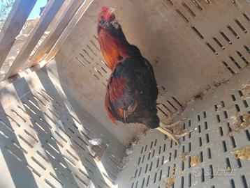 Gallo Araucana blu frumento